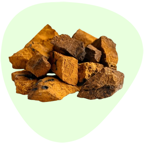 Chaga Mushroom Polysaccharides
