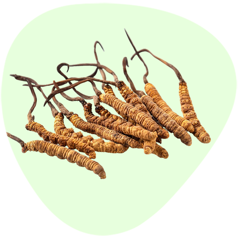 Cordyceps Extract Polysaccharides