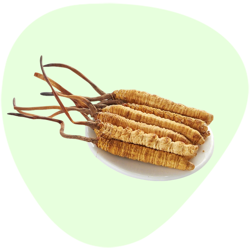 Cordyceps Powder Extract