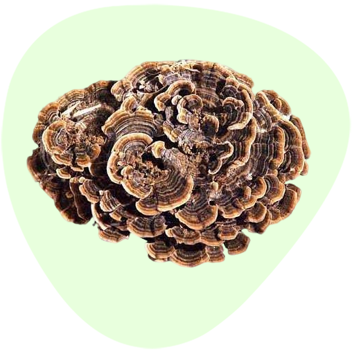 Coriolus Versicolor Extract Polysaccharides