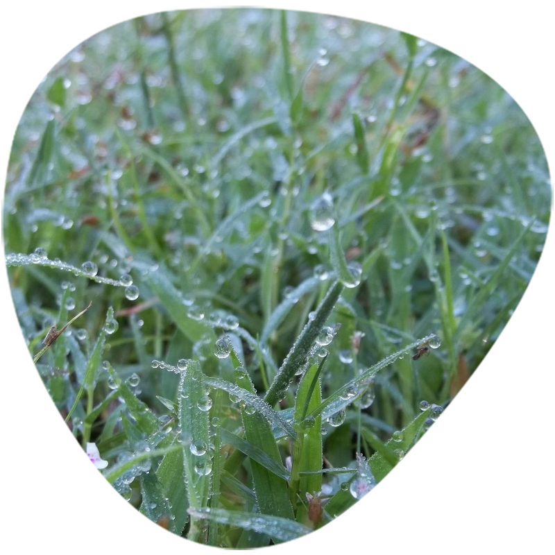 Cyanotis Arachnoides Extract Ecdysterone