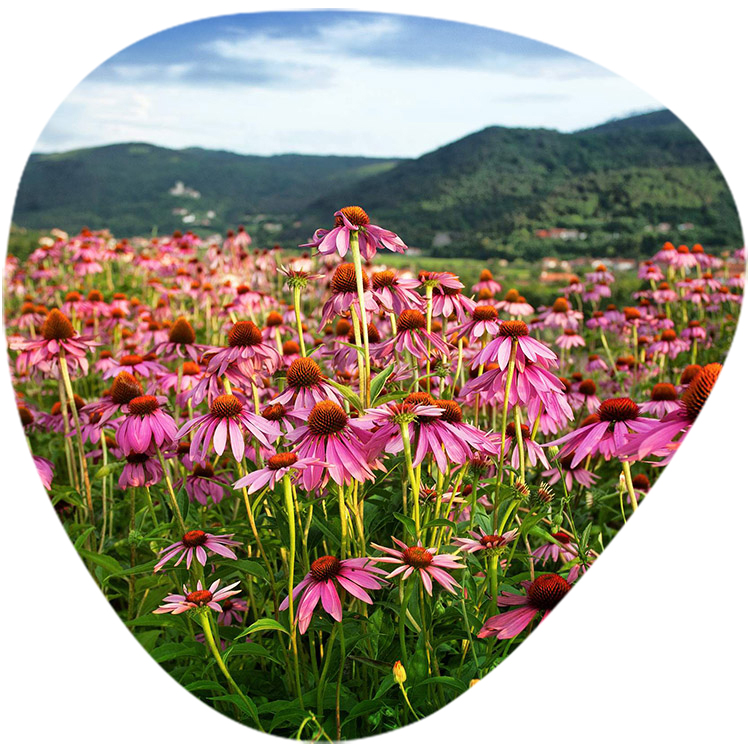 Echinacea Extract