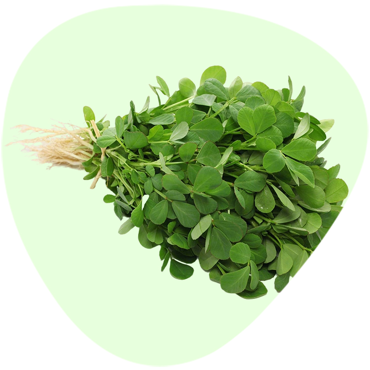 Fenugreek Extract