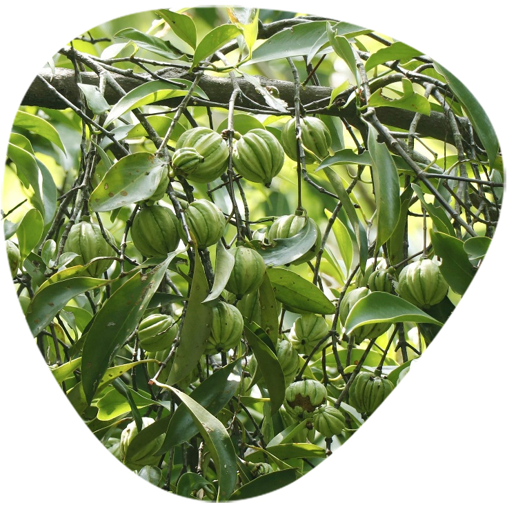 Garcinia Cambogia Extracts