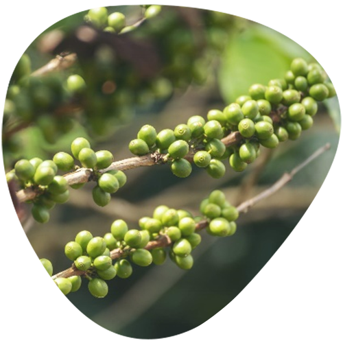 Green Coffee Bean Chlorogenic Acid