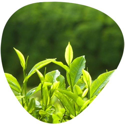 Green Tea L-Theanine 20%