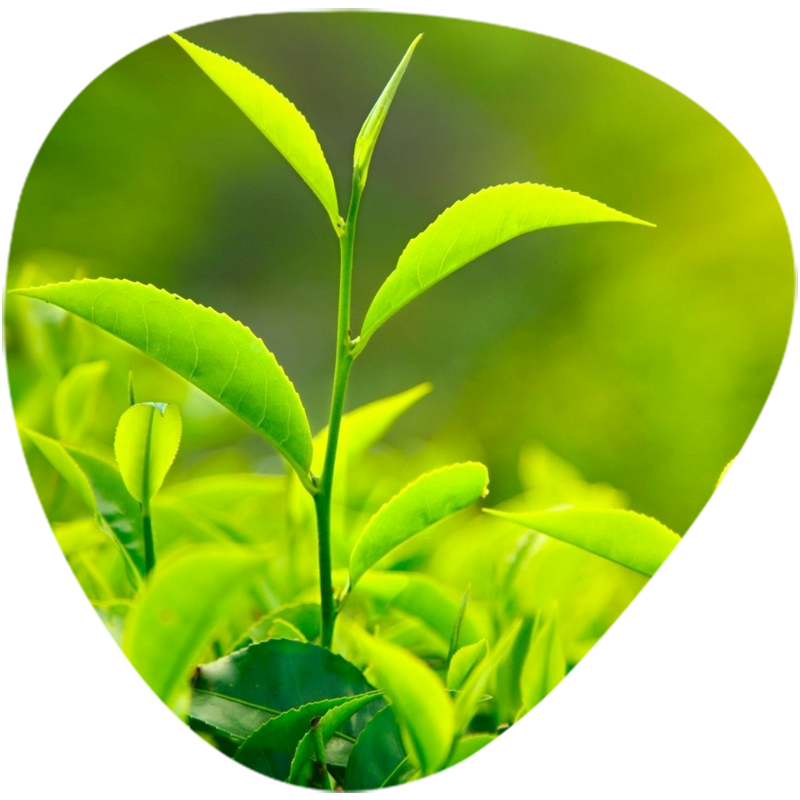 Green Tea L-Theanine 40%