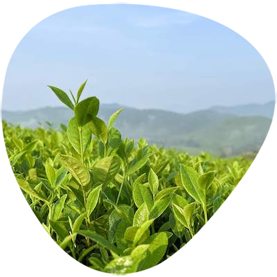 Green Tea Powder Extract