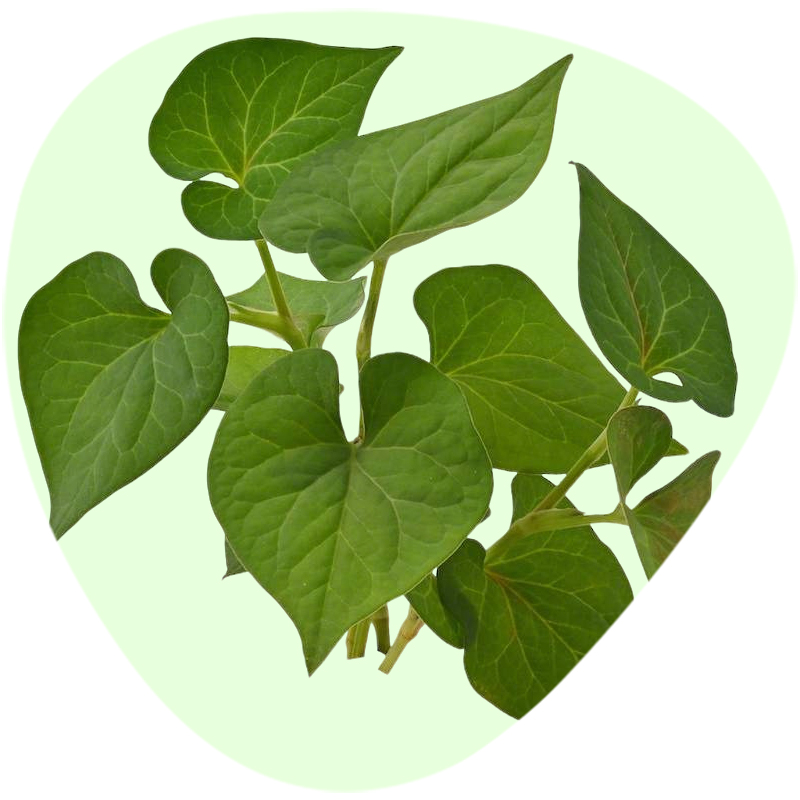 Heartleaf Houttuynia Extract