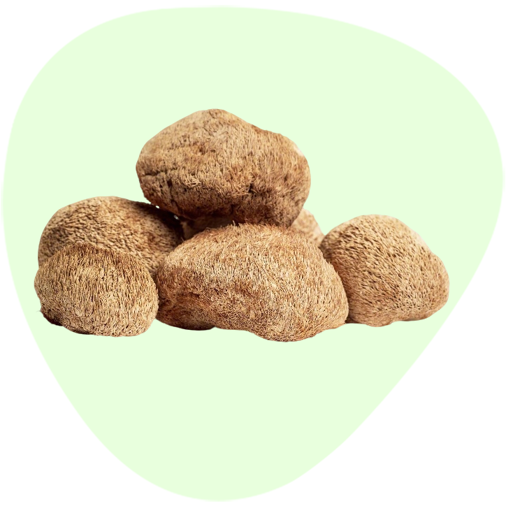 Lion's Mane Mushroom Powder Extract