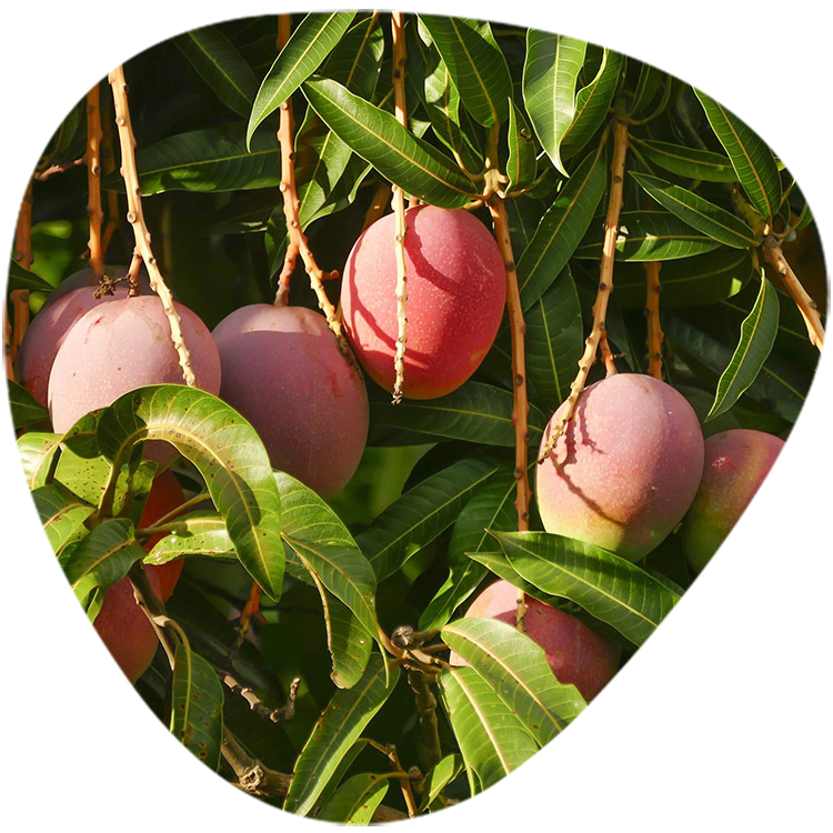 Mango Leaf Extract