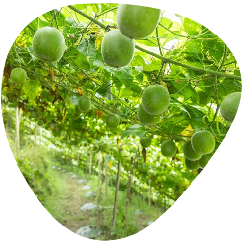 Monk Fruit Powder Extract Concentrated Juice