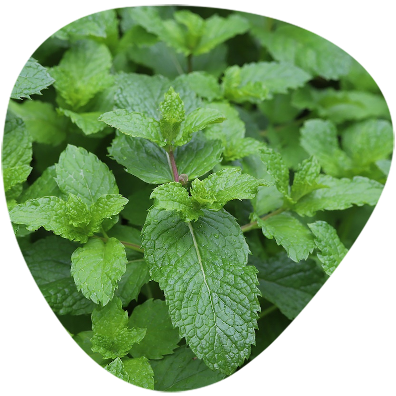 Peppermint Extract