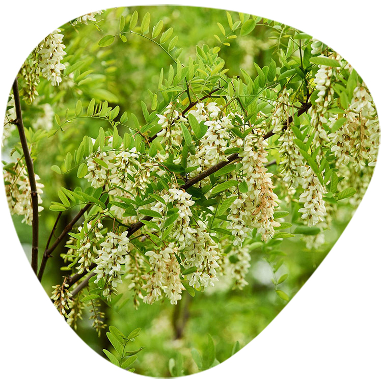 Quercetin