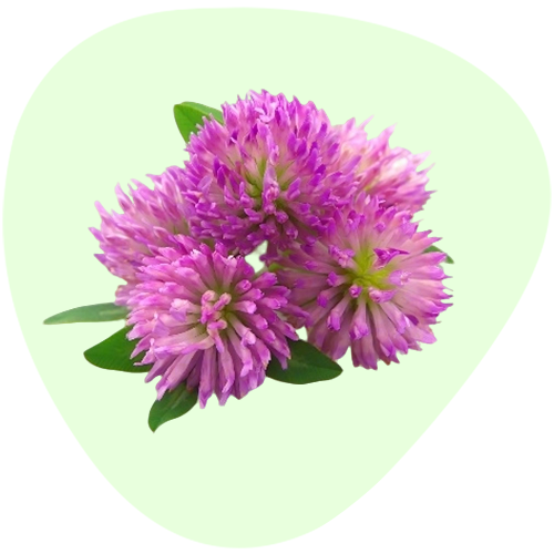 Red Clover Extract Isoflavones
