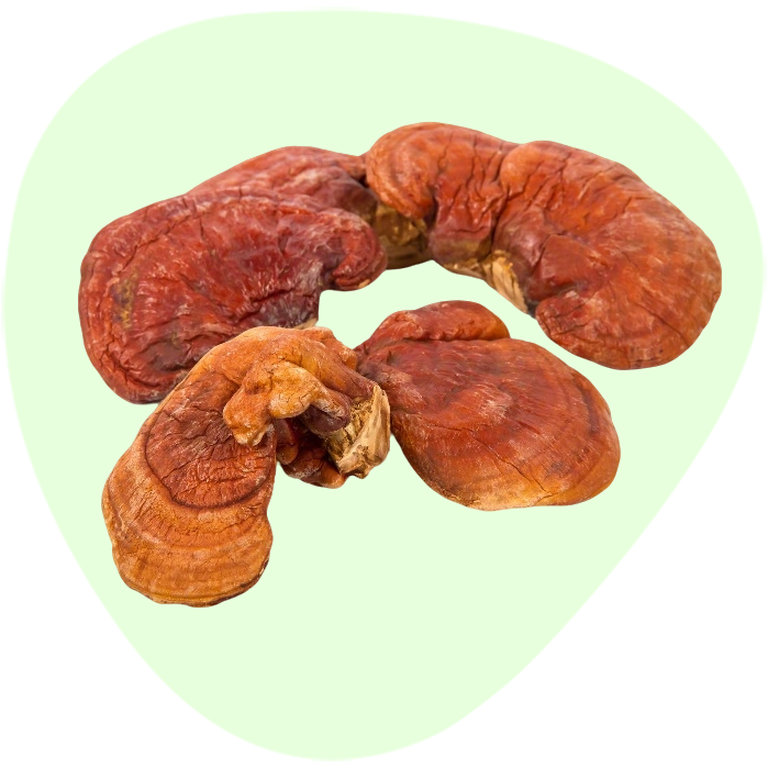 Reishi Mushroom Powder Extract