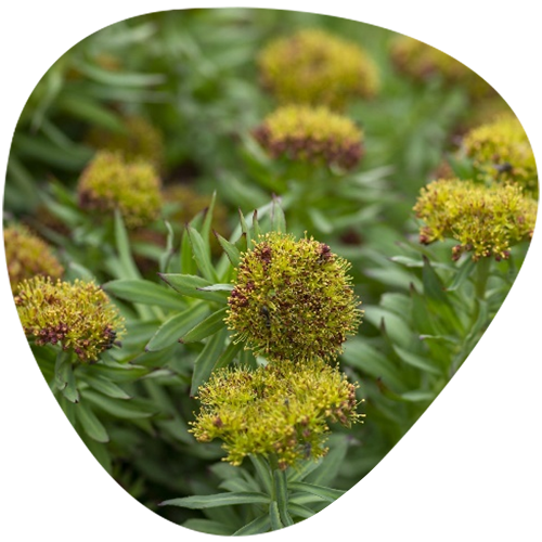 Rose Root Powder Extract
