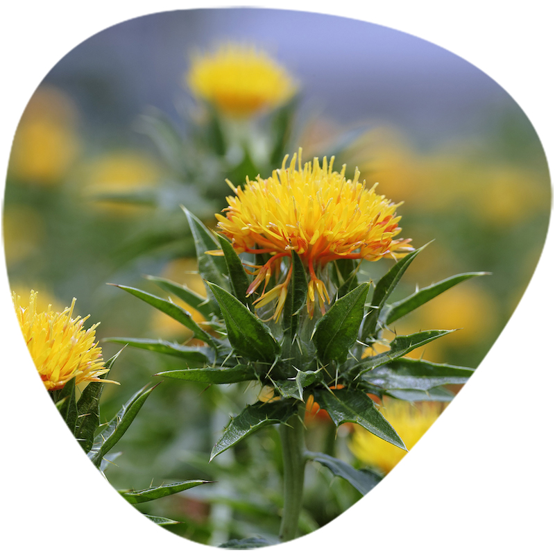 Safflower Extract
