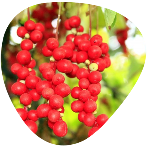 Schisandra Powder Extract