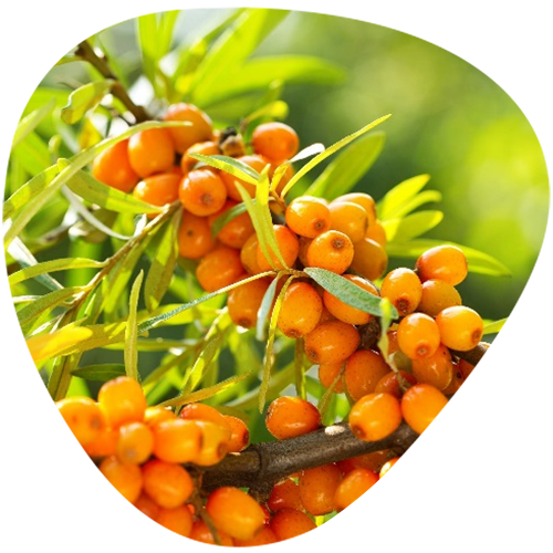 Sea Buckthorn Oil