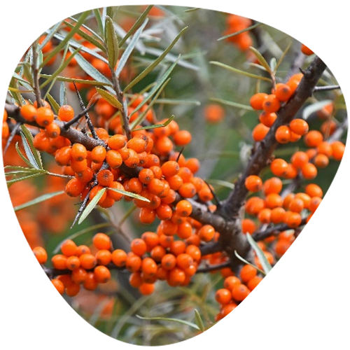 Sea Buckthorn Powder Extract