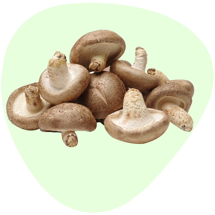 Shiitake Powder Extract