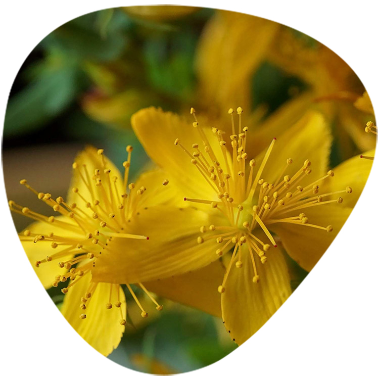 St. John’s Wort Extract