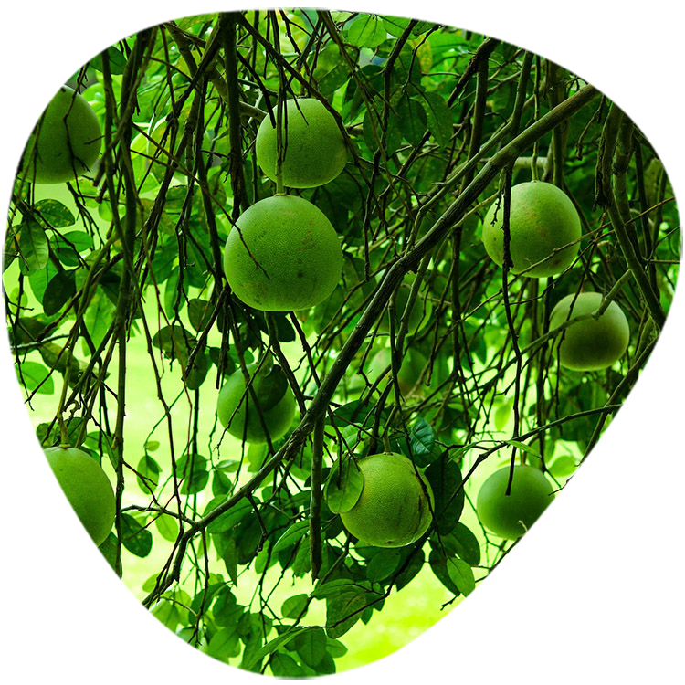 Synephrine