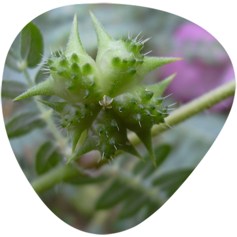 Tribulus Terrestris Extract