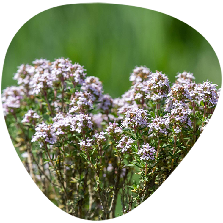 Valerian Extract