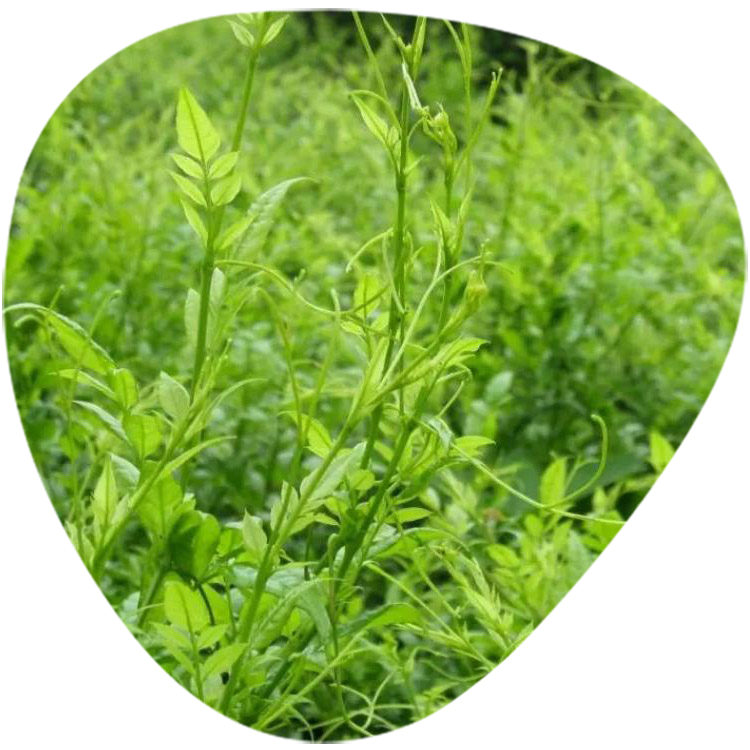 Vine Tea Extract Dihydromyricetin