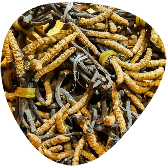 Cordyceps CS-4 Strain / Cordyceps Sinensis Mycelium CS-4