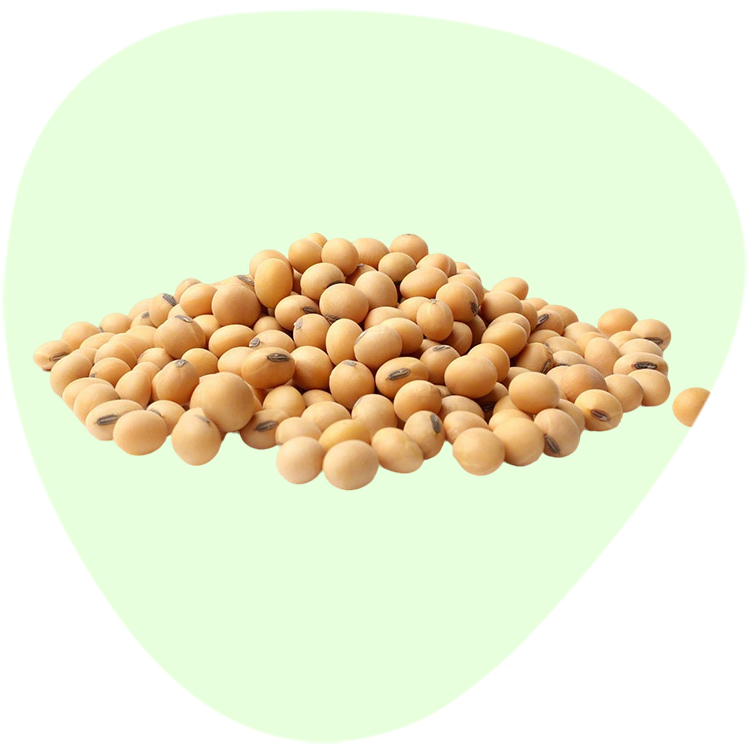 Soybean Daidzein