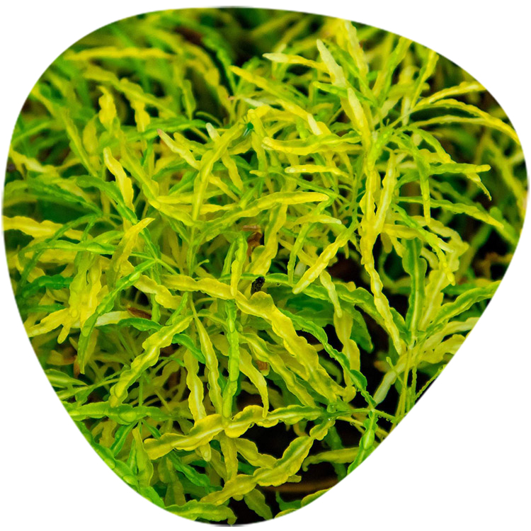 Eucommia Extract