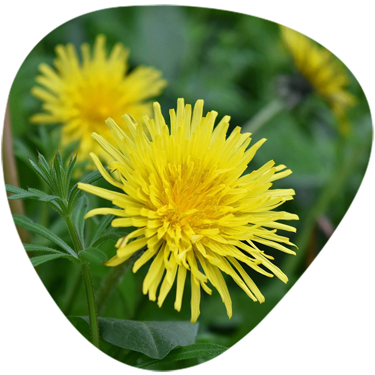 Dandelion Extract